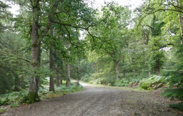 Appleslade woods